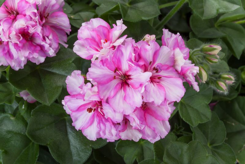 Pelargonia Cherry Blossom 11 cm
