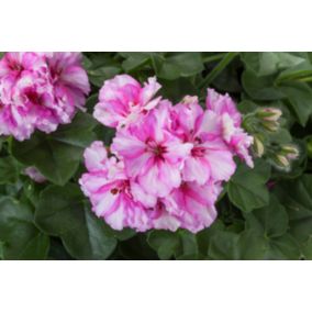 Pelargonia Cherry Blossom 11 cm