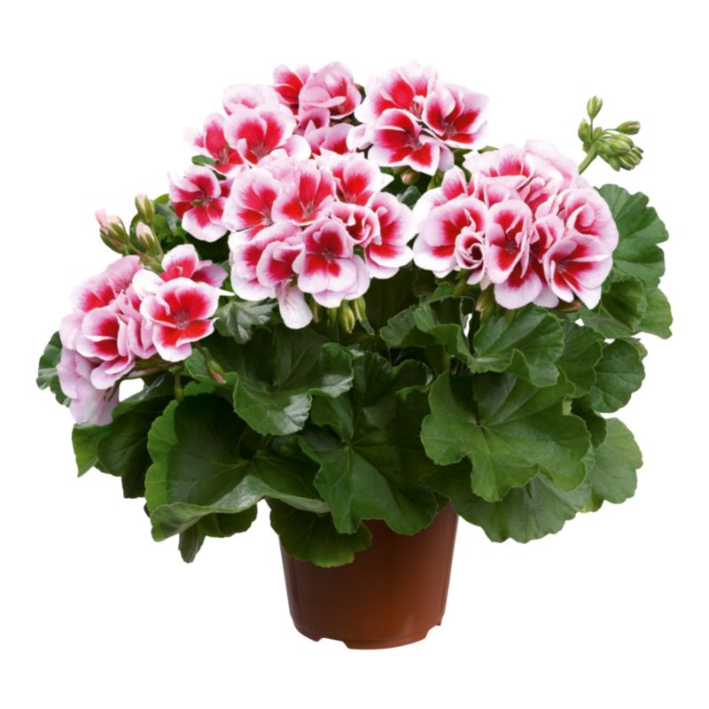 Pelargonia Dolomites 13CM