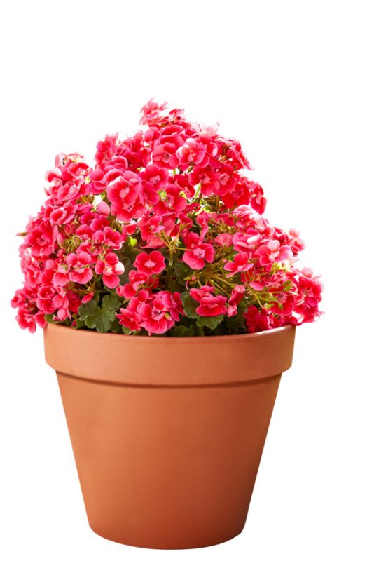 Pelargonia GoodHome Pretty Little 13 cm