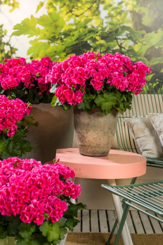 Pelargonia GoodHome Pretty Little 6 x 9 cm