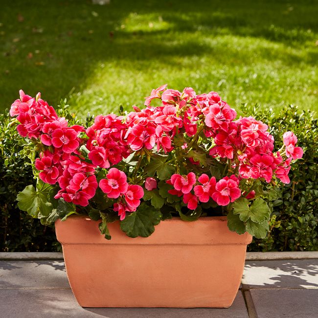 Pelargonia GoodHome Pretty Little 6 x 9 cm