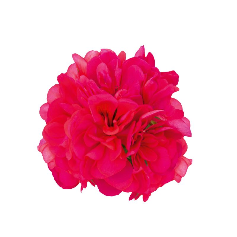 Pelargonia Peltatum Hot Pink 11 cm
