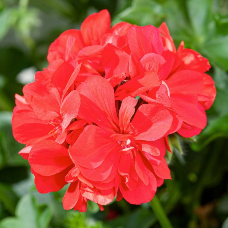 Pelargonia Peltatum Scarlet 11 cm | Majsterkowanie w Castoramie