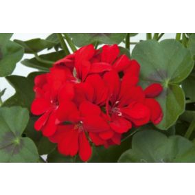 Pelargonia Peltatum Scarlet 11 cm