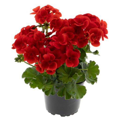 Pelargonia Pretty Little Red 13 cm