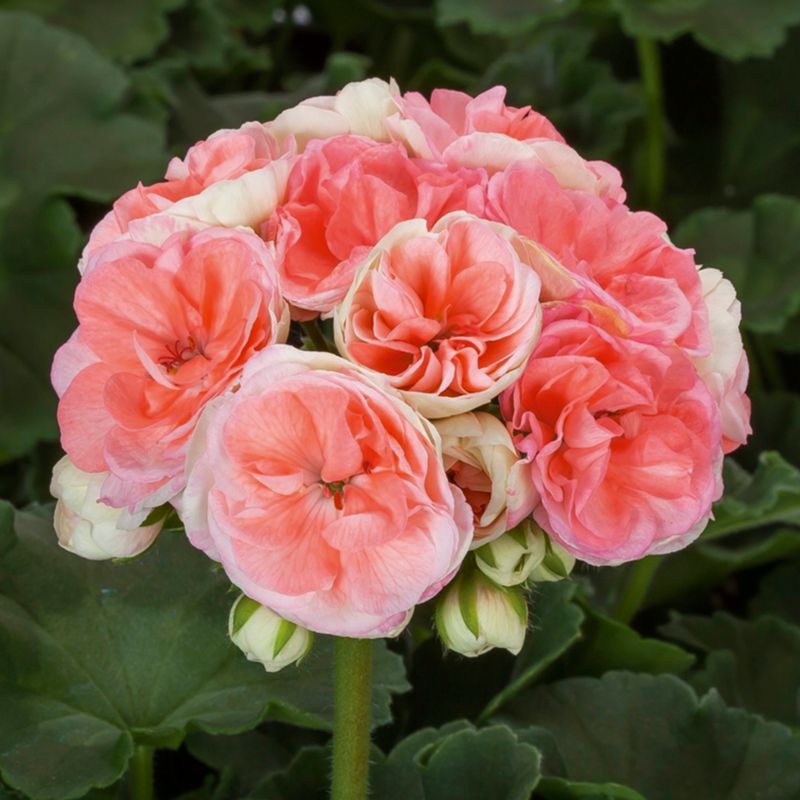 Pelargonia Rosalie 13 cm różowa