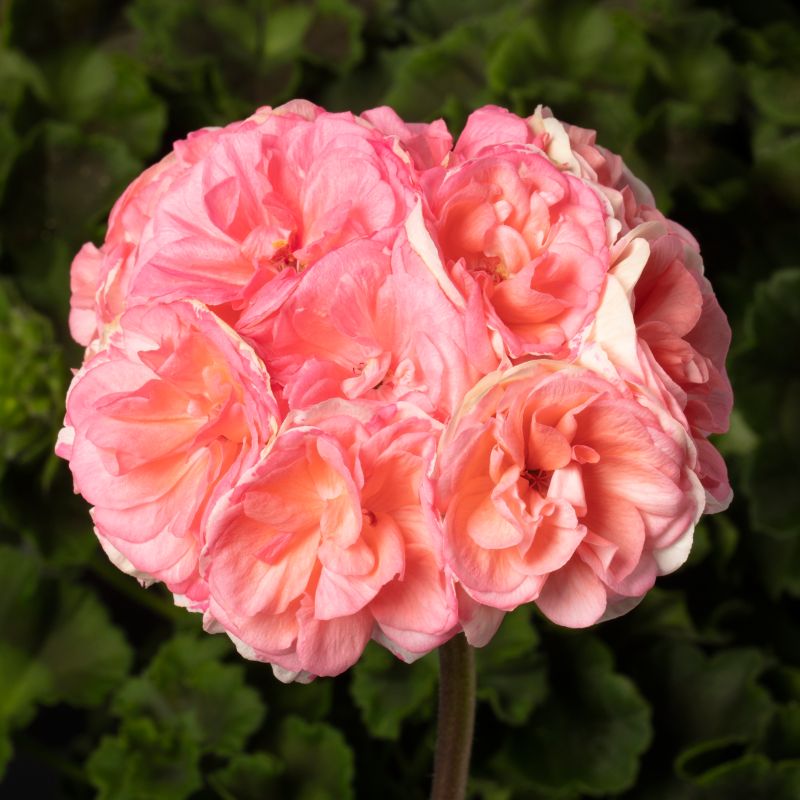 Pelargonia Rosalie 13 cm różowa