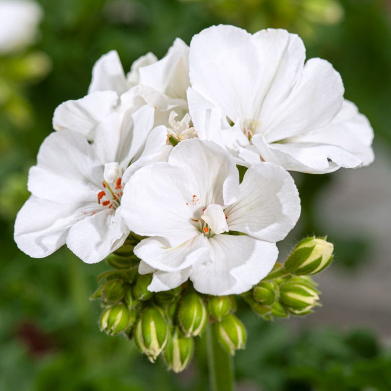 Pelargonia Sunrise Paloma 13 cm