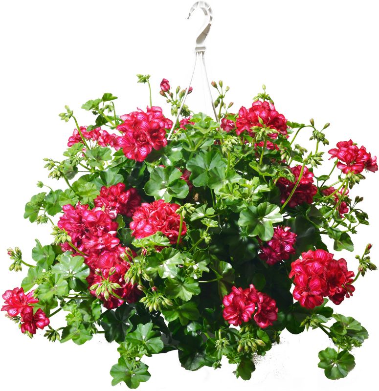 Pelargonia Verve mix doniczka 23 cm wysokość 40 cm