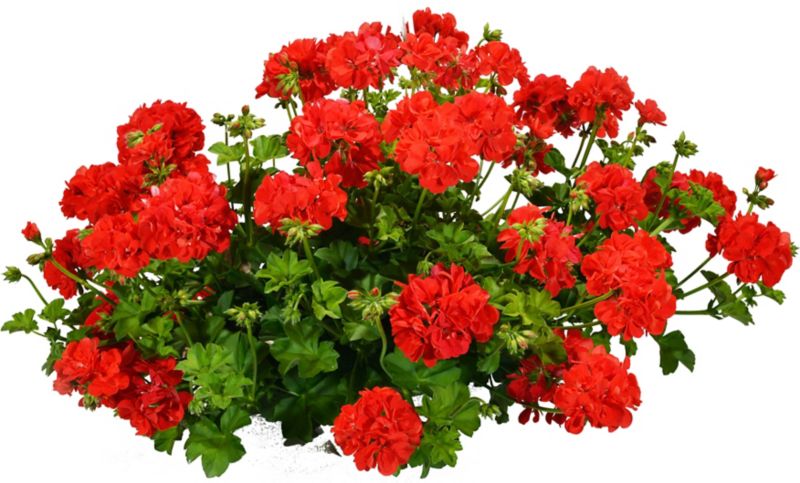 Pelargonia Verve mix doniczka 23 cm wysokość 40 cm