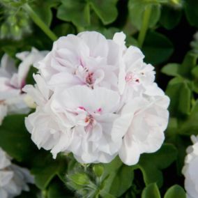 Pelargonia White Wings 11 cm