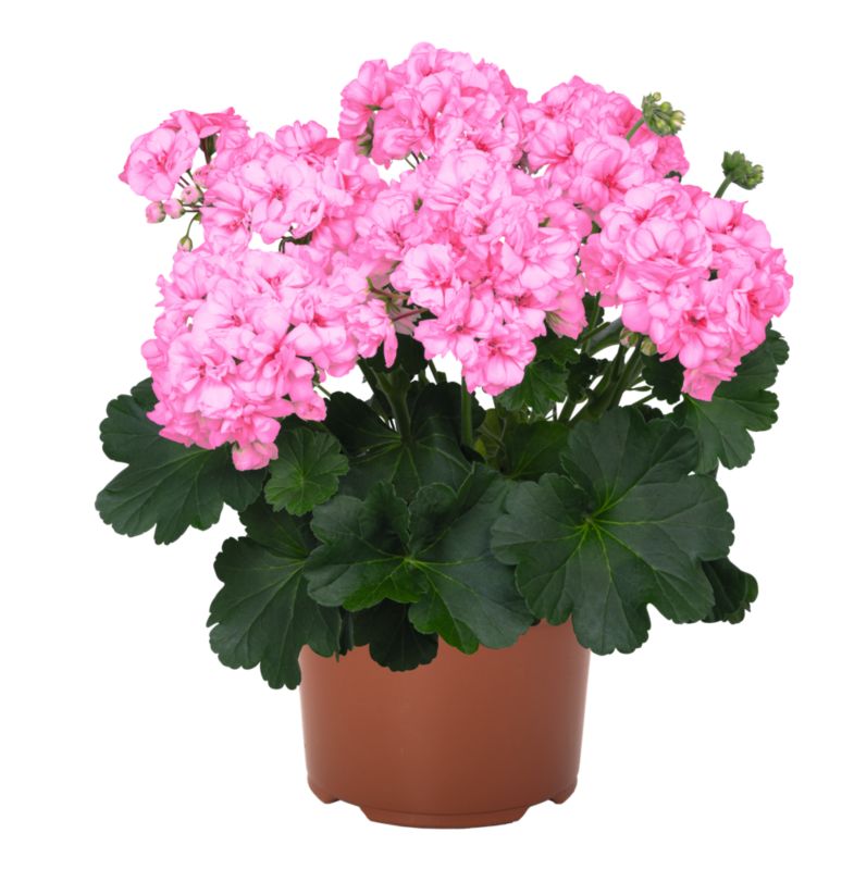 Pelargonia zonale Blossom Kiss 13 cm