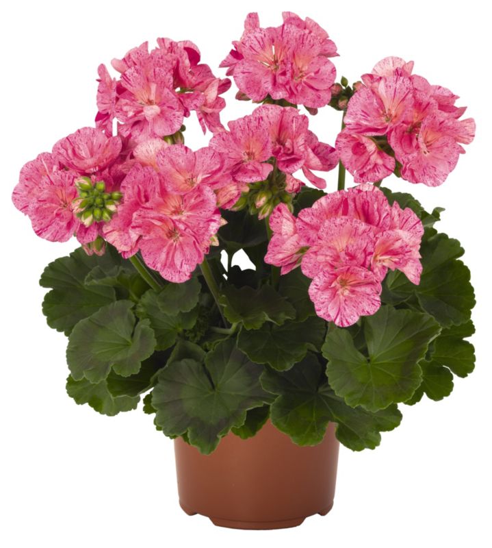 Pelargonia Zonale Moossaik 13 cm