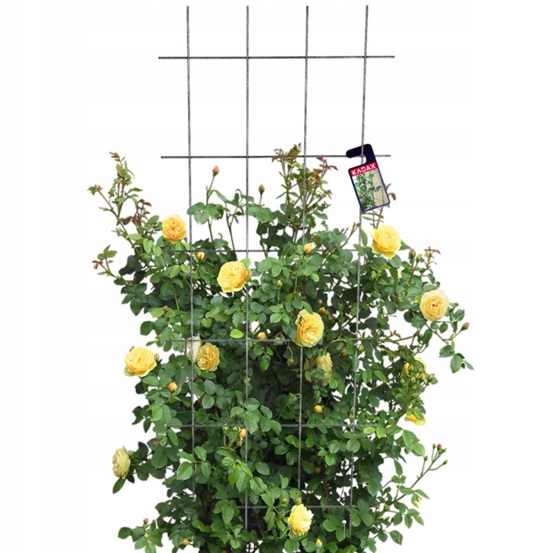 Pergola KADAX Ogrodowa metalowa Podpora Do Roślin Róż Kwiatów Kratka 60x150cm 1 szt.