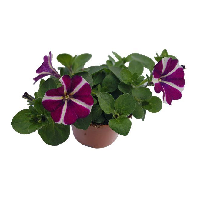 Petunia Amore Purple 3 cm