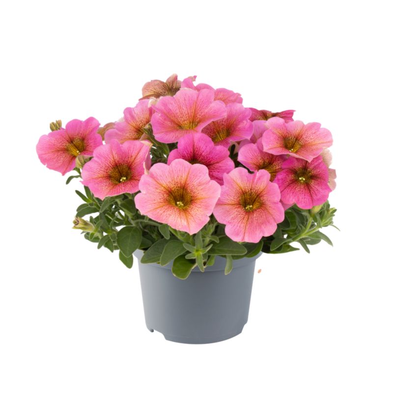 Petunia Dusty Rose 11 cm