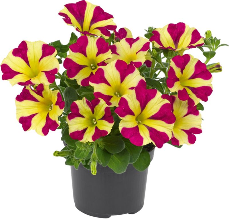 Petunia Queen of Hearts Verve 13 cm