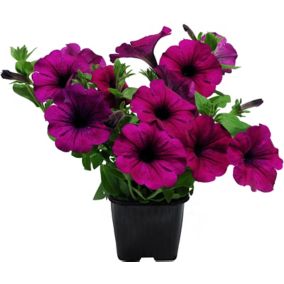 Petunia sadzonka 13 cm
