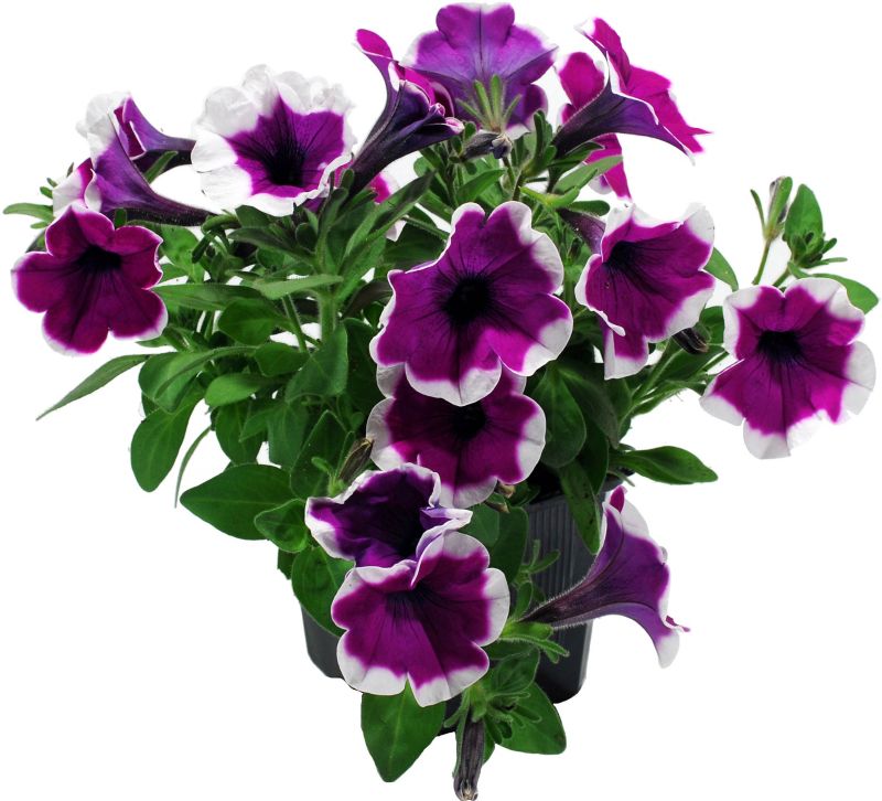 Petunia sadzonka 13 cm