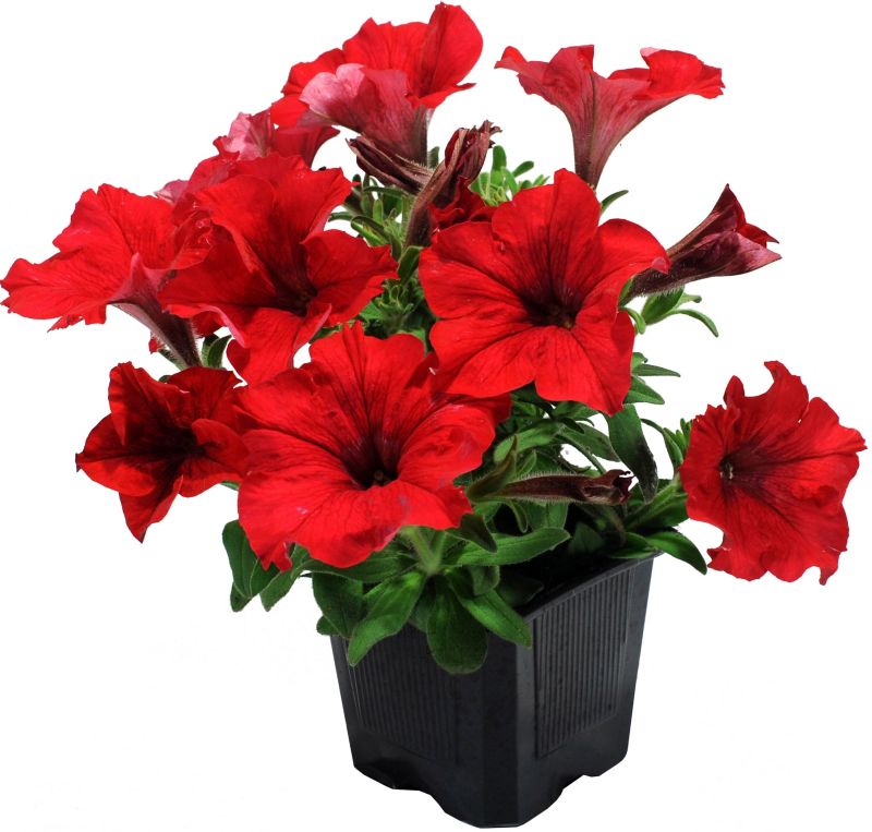 Petunia sadzonka 13 cm