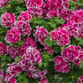 Petunia Tumbeliena Anna 13 cm