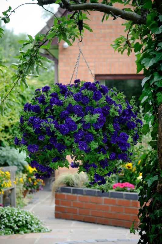 Petunia Tumbeliena Belinda 13 cm