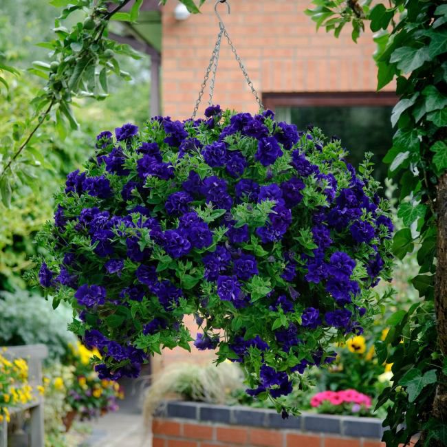 Petunia Tumbeliena Belinda 13 cm