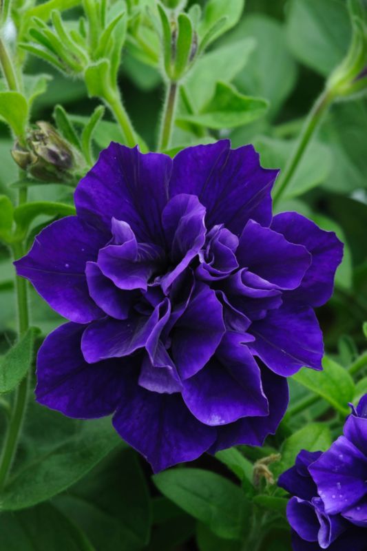 Petunia Tumbeliena Belinda 13 cm