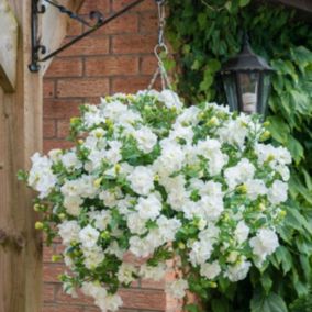 Petunia Tumbeliena Diana 13 cm