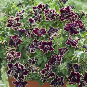 Petunia Tumbeliena Superstar 13 cm