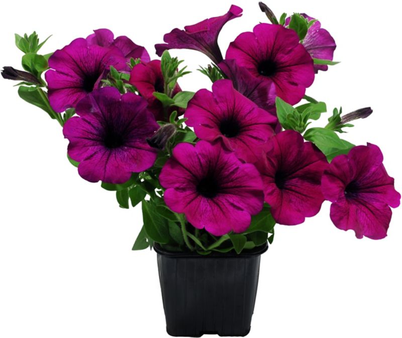 Petunia Verve doniczka 10,5 cm wysokość 18 cm
