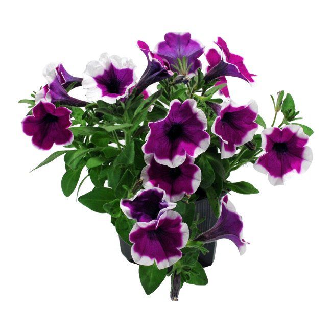 Petunia Verve doniczka 13 wysokość 20