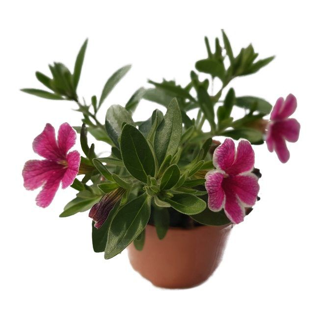 Petunia Verve wisząca doniczka 10,5 cm wysokość 20 cm