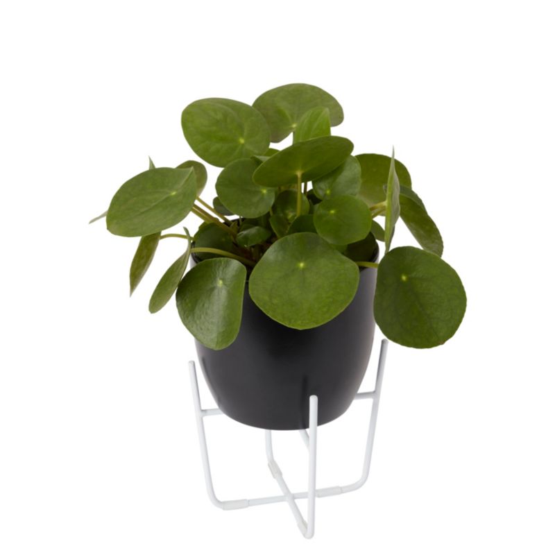 Pieniążek GoodHome 12 cm wys. 20 cm