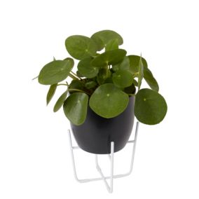 Pieniążek GoodHome 12 cm wys. 20 cm