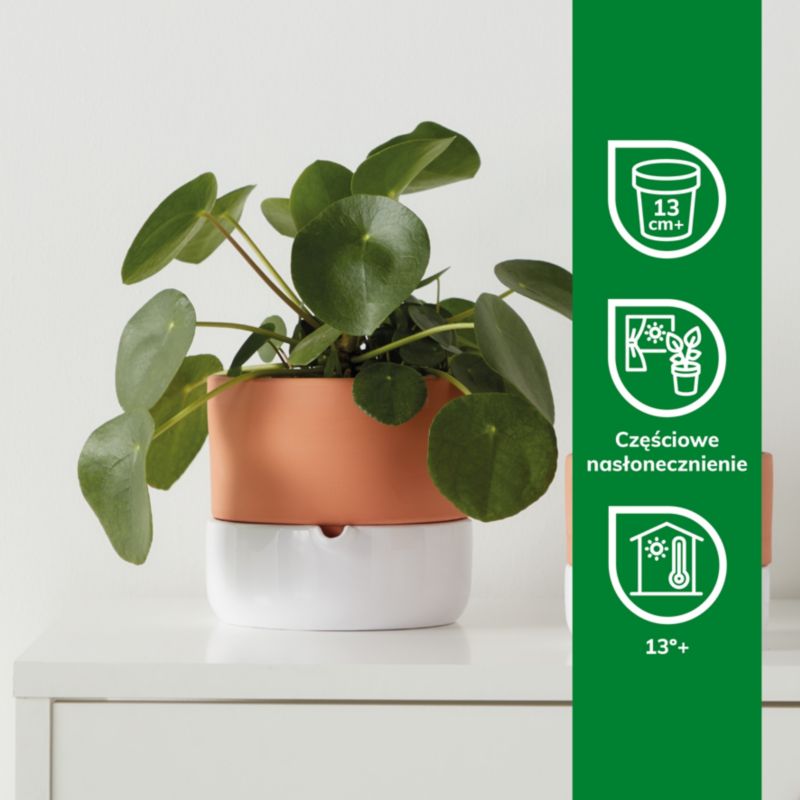 Pieniążek GoodHome 12 cm wys. 20 cm