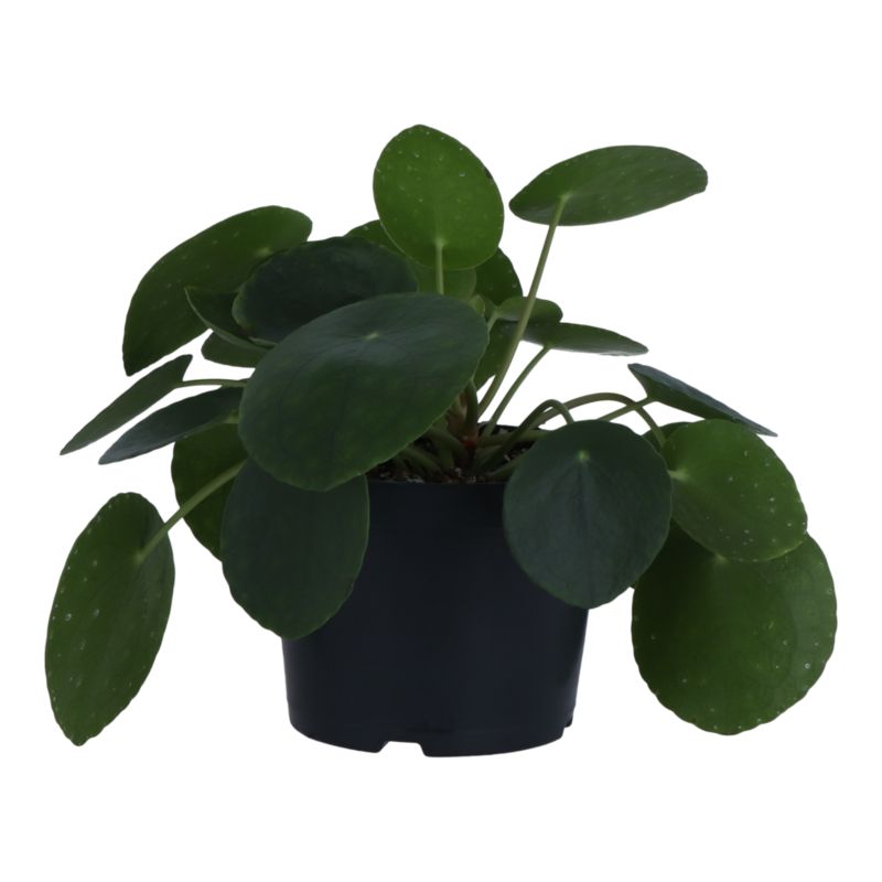 Pieniążek GoodHome 12 cm wys. 20 cm