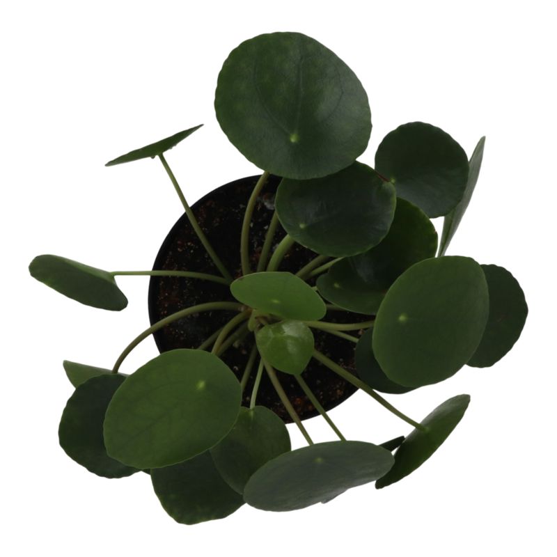 Pieniążek GoodHome 12 cm wys. 20 cm