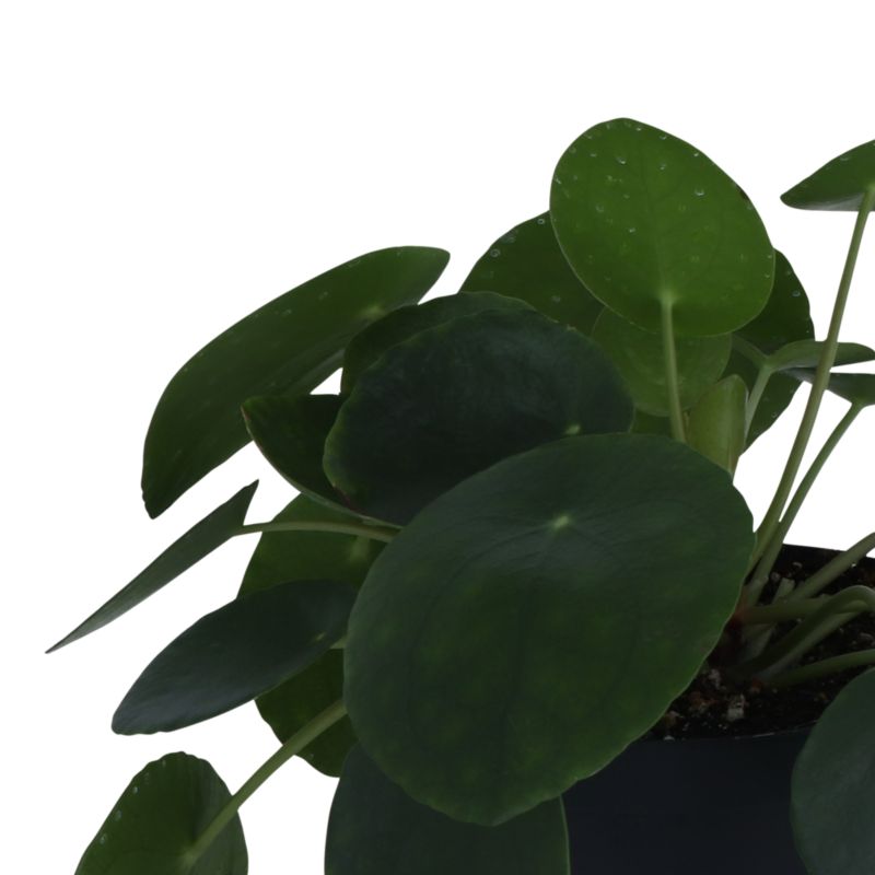 Pieniążek GoodHome 12 cm wys. 20 cm