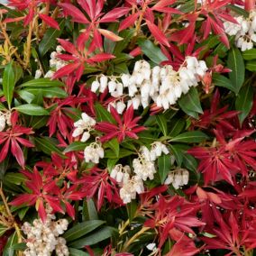 Pieris Forest Flame Verve 2 l wys. 30 cm