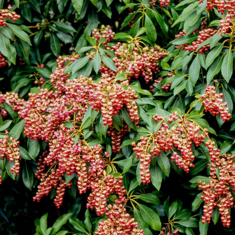 Pieris Valley Valentine Verve 2 l