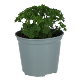 Pietruszka 14 cm wys. 20 cm