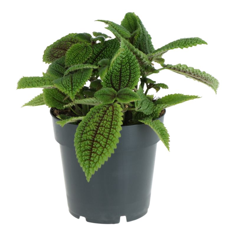Pilea Moon Value 10,5 cm