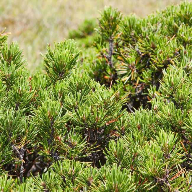 Pinus mugo kosodrzewina
