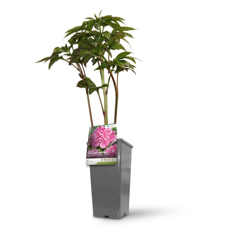Piwonia Bouquet Perfect C2
