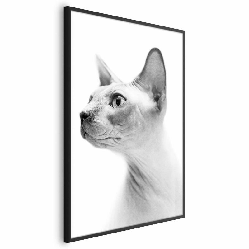 Plakat Artgeist bezwłosy kot 21x30 cm z ramą czarną 1 szt