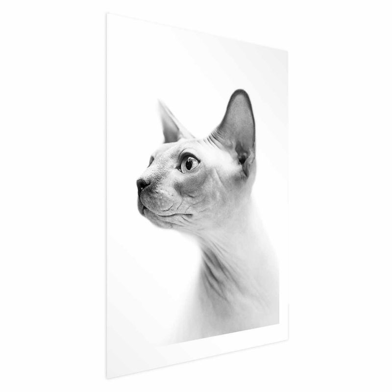 Plakat Artgeist bezwłosy kot 60x90 cm bez ramy 1 szt