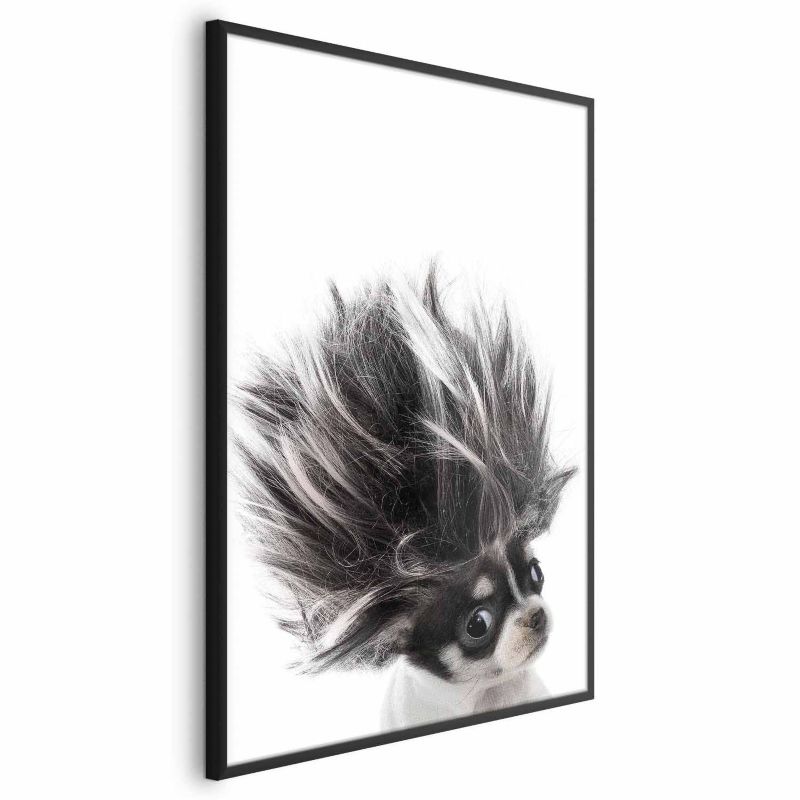 Plakat Artgeist Chihuahua 21x30 cm z ramą czarną 1 szt