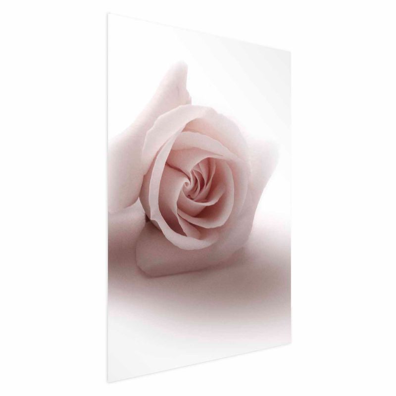 Plakat Artgeist Różany cień 21x30 cm bez ramy 1 szt